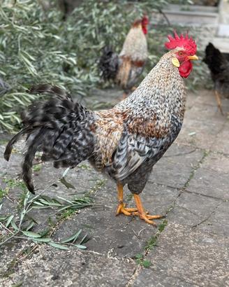 Gallo Leghbar giovane di un anno