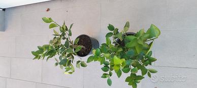 pianta lime