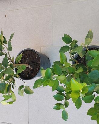 pianta lime