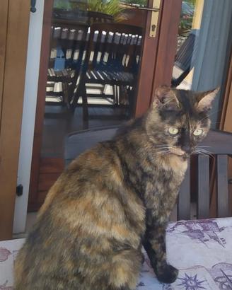Gatta domestica