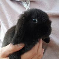 Conigli nani ariete mini lop