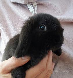 Conigli nani ariete mini lop