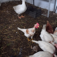 Polli a collo nudo vivi