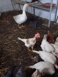 Polli a collo nudo vivi