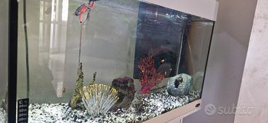 acquario