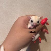 Cuccioli di Petauro Dello Zucchero