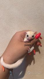 Cuccioli di Petauro Dello Zucchero