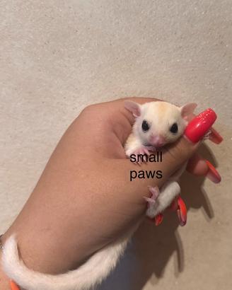 Cuccioli di Petauro Dello Zucchero