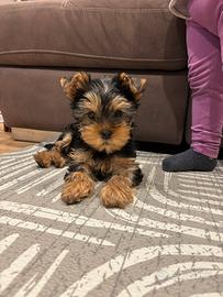 Yorkshire toy cuccioli