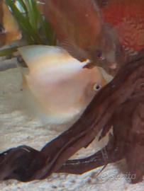 discus albino