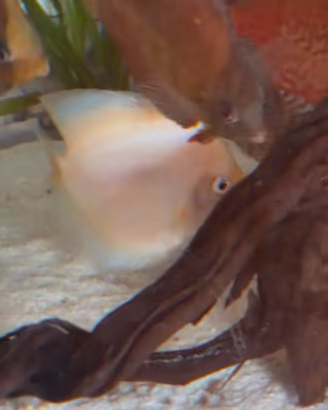 discus albino
