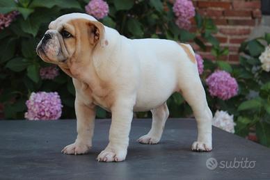 Cucciolo bulldog inglese maschio