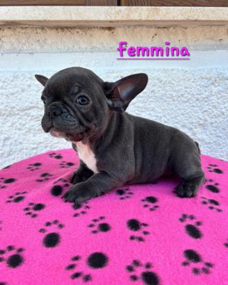 Cuccioli esotici di Bulldog Francese
