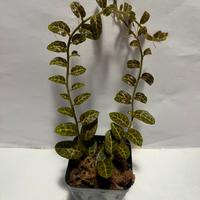 Piante da terrario
