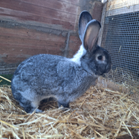 Conigli cincillà grande