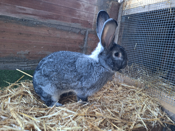 Conigli cincillà grande