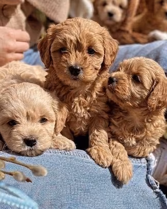 MALTIPOO & MALTIPO CUCCIOLI albicocca disponibili