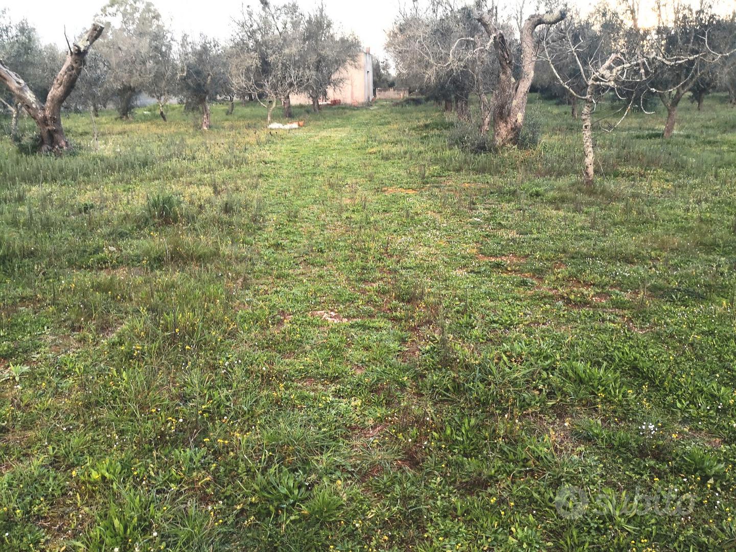 Tricase - Terreno con fabbricati e pajara - Altro