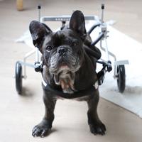 Sedia a rotelle per cani disabili Nuova