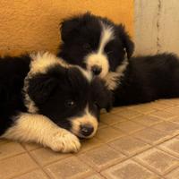 Border collie