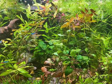 Piante Acquario