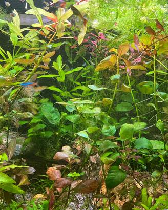 Piante Acquario