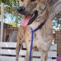 Giovane Mix akita variegato