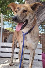 Giovane Mix akita variegato