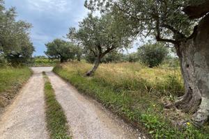 TERRENO AGRICOLO - 3940mq