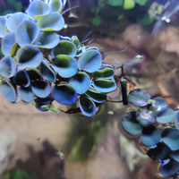 Salvinia cuculata piante per L'acquario