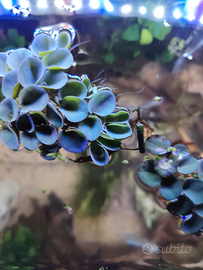 Salvinia cuculata piante per L'acquario