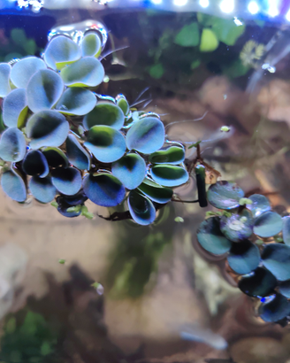 Salvinia cuculata piante per L'acquario