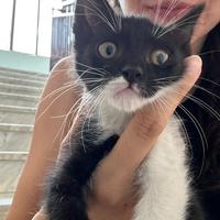 Adozione cucciolo gatto maschio