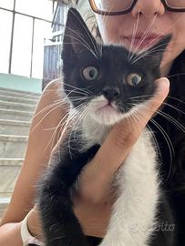 Adozione cucciolo gatto maschio