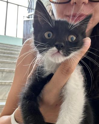 Adozione cucciolo gatto maschio