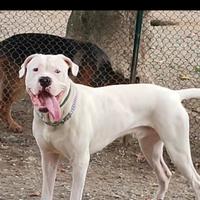 Dogo argentino per accoppiamento