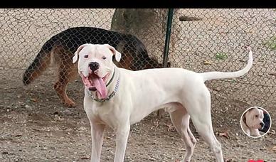 Dogo argentino per accoppiamento