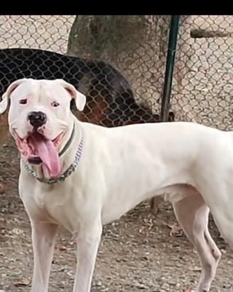 Dogo argentino per accoppiamento