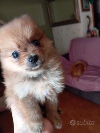 Cuccioli di pomerania
