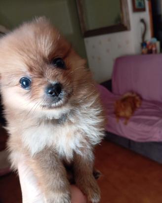 Cuccioli di pomerania