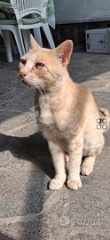 Gatto rosso