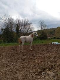 Cavallo arabo per monte