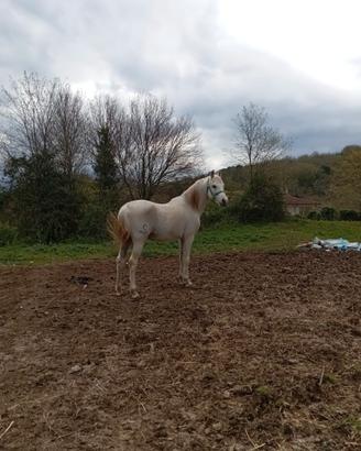 Cavallo arabo per monte