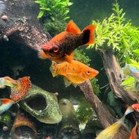 Femmine di Portaspada