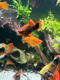 Femmine di Portaspada