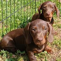 Bassotti cioccolato con Pedigree Enci