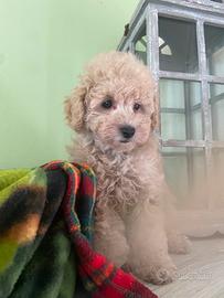 Cuccioli di barboncino ( femminuccia)