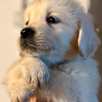 Cuccioli Golden Retriever