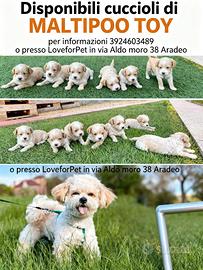 Maltipoo toy