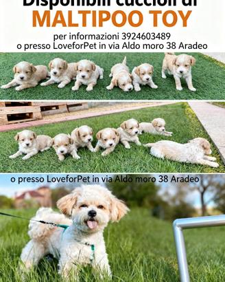 Maltipoo toy